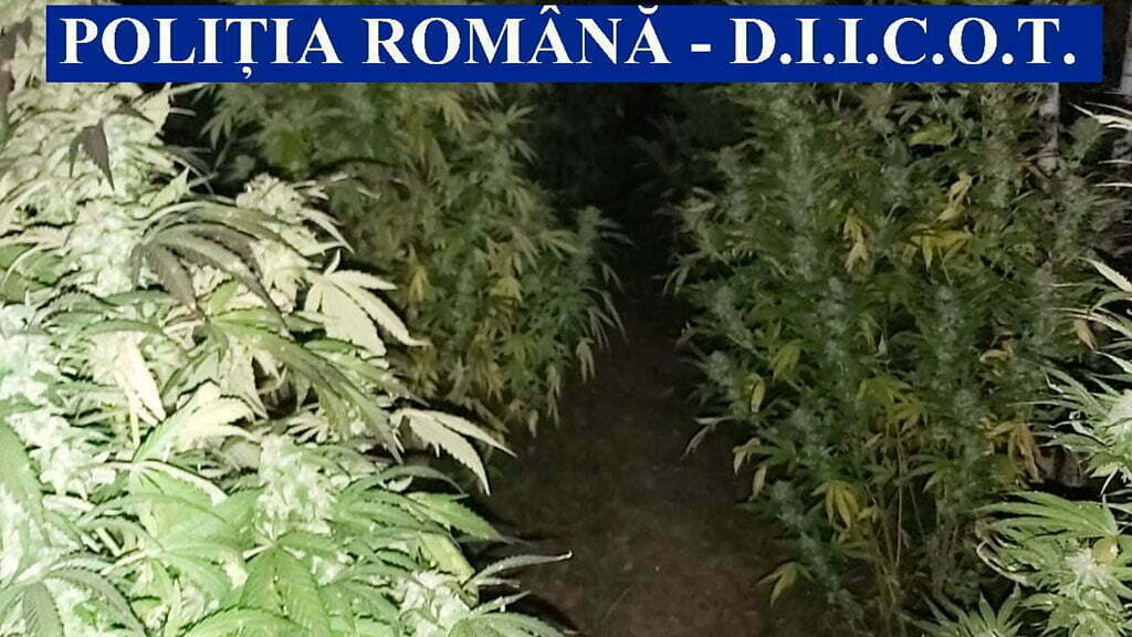 droguri