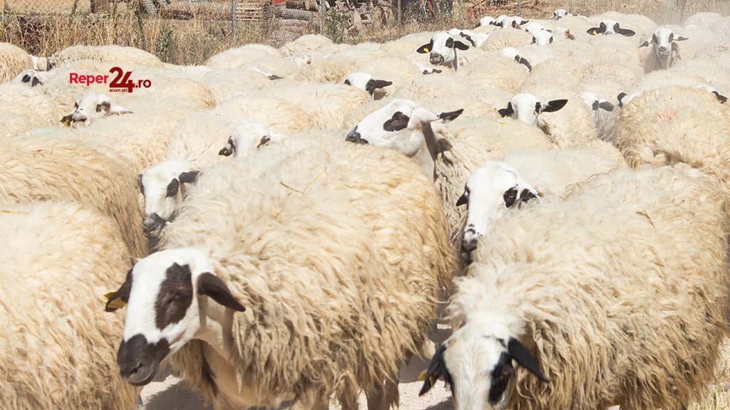 circulaţia animalelor