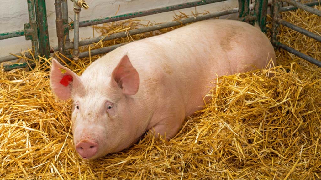 pestă porcină africană