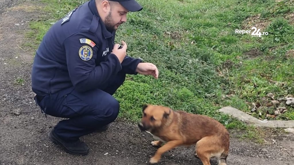 cățel abandonat
