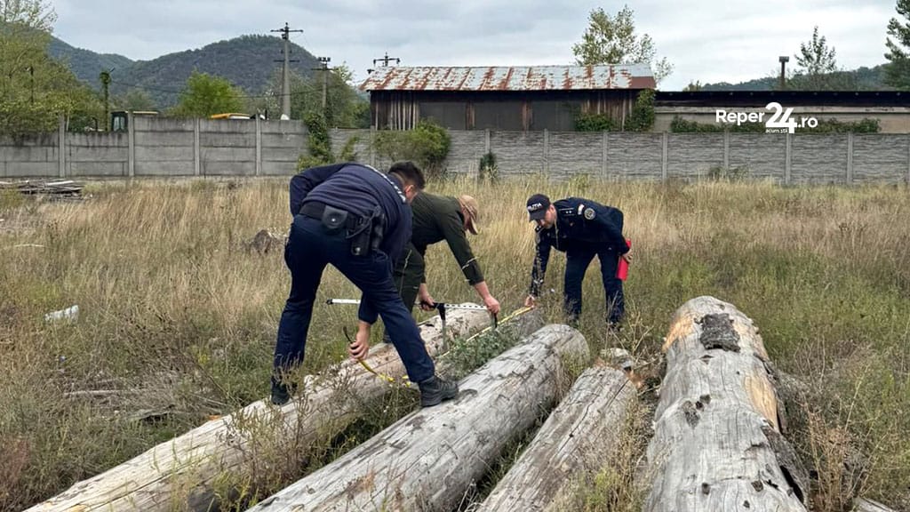 sancțiuni silvice